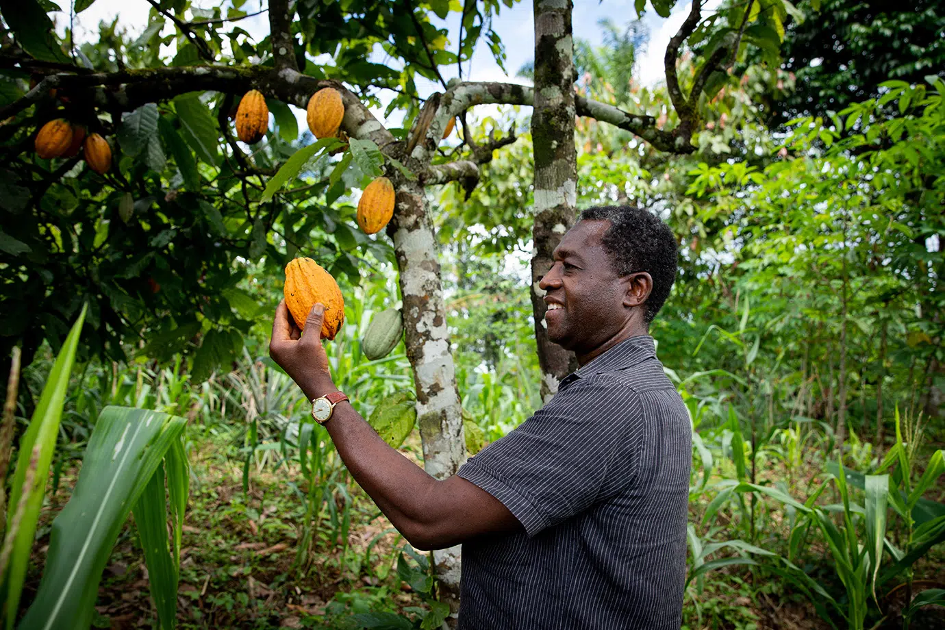 smallholder farmers header