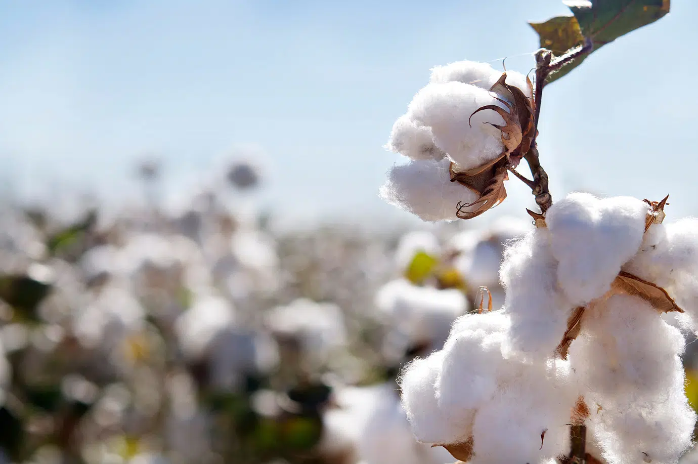 textile farming header