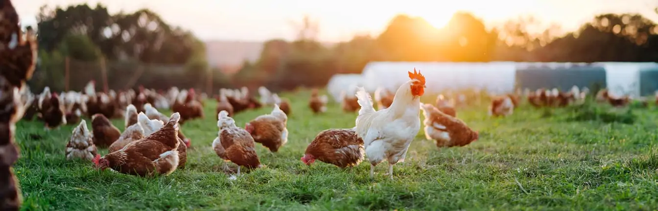 polish poultry header