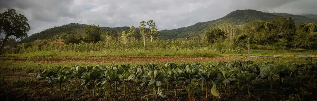 multistrata agroforestry banner